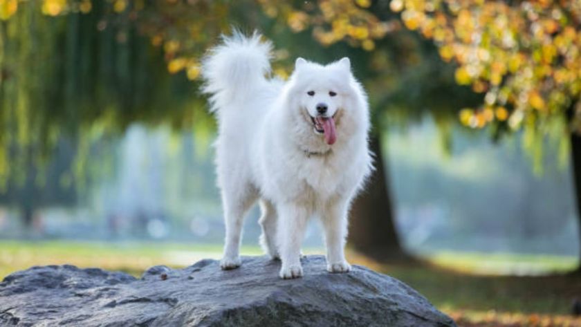 15 Big Fluffy Dog Breeds That Will Melt Your Heart
