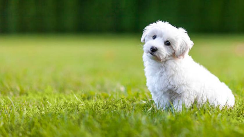 Small Dog Breeds Bichon Frise