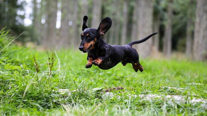 Small Dog Breeds Dachshund