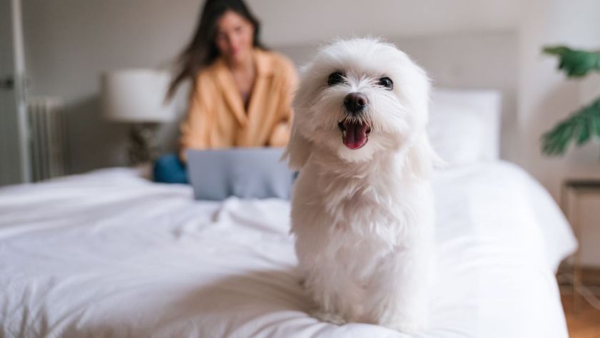 Small Dog Breeds Maltese