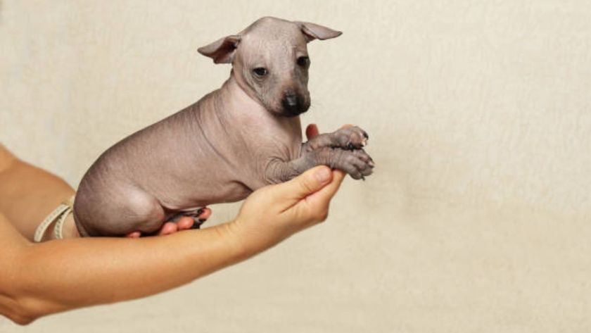 What Is a Xoloitzcuintli Dog?