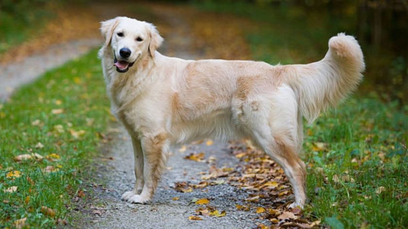 What is an English Cream Golden Retriever?