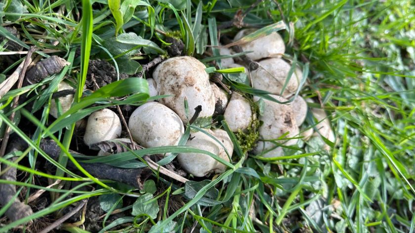 What to Do If Your Dog Eats a Mushroom
