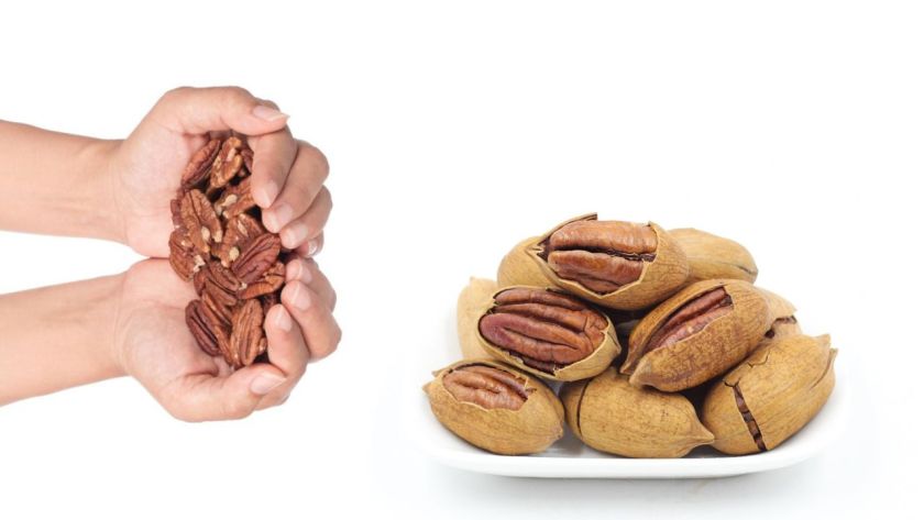 Why Pecans Are Unsafe for Dogs