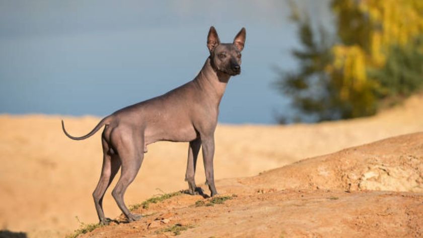 What Is a Xoloitzcuintli Dog?