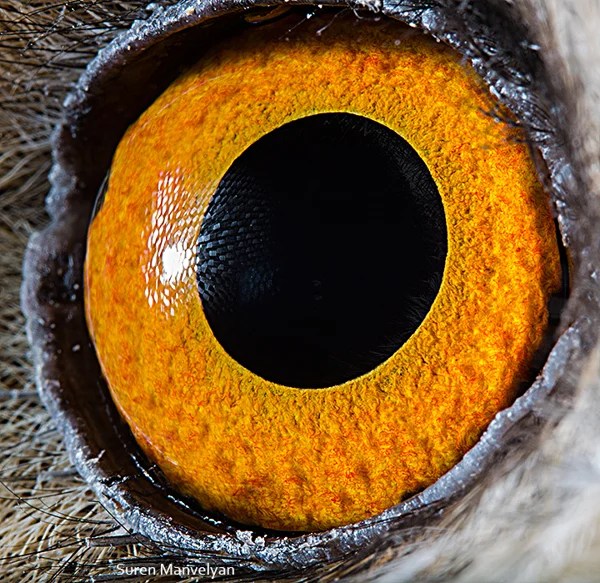 See more ideas about animals beautiful, animal close up, cute animals. Stunning Macro Photographs Of Animal Eyes Petapixel