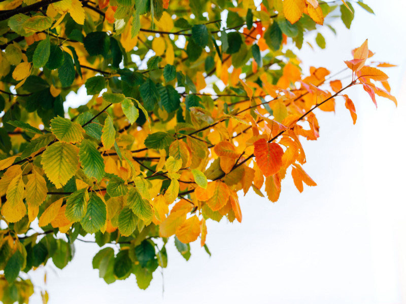 Mitakon Speedmaster 65mm f/1.4 Lens Unveiled for Fujifilm GFX