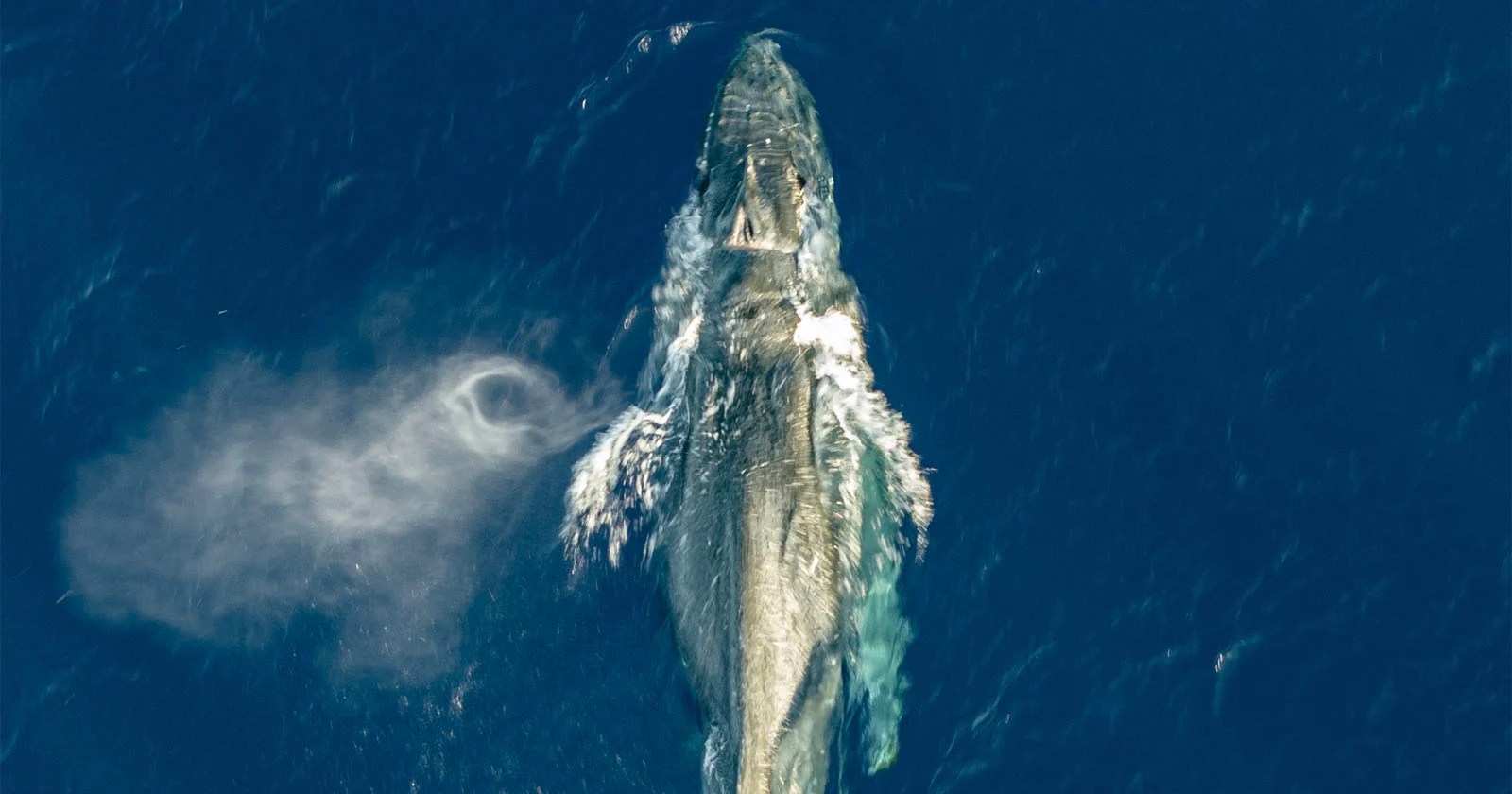 Humpback Whale's Dramatic Rescue: Unraveling the Entanglement (2026)
