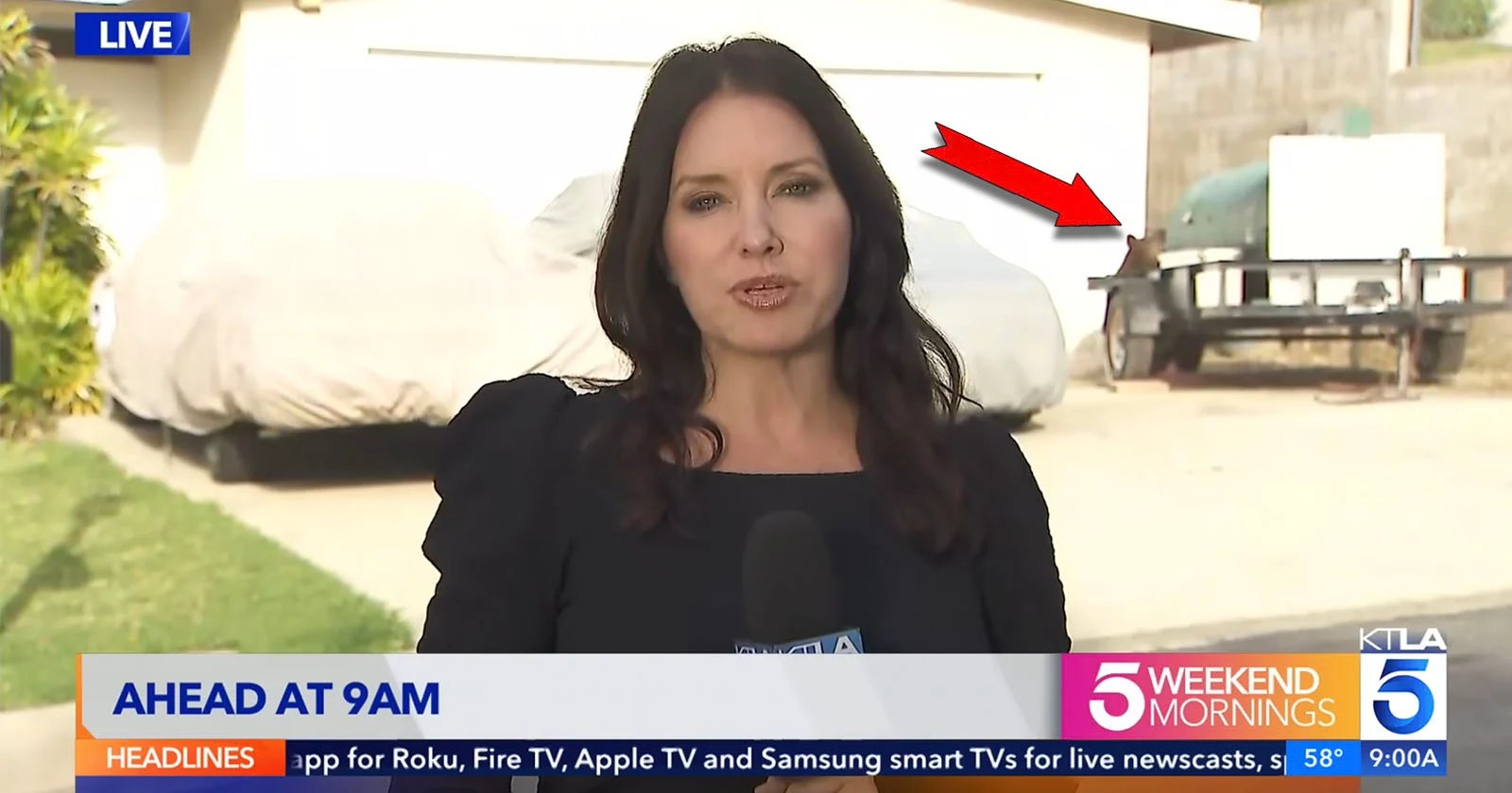 Black Bear Interrupts Live News Report on Bear Attacks | Dramatic Moment Captured! (2026)