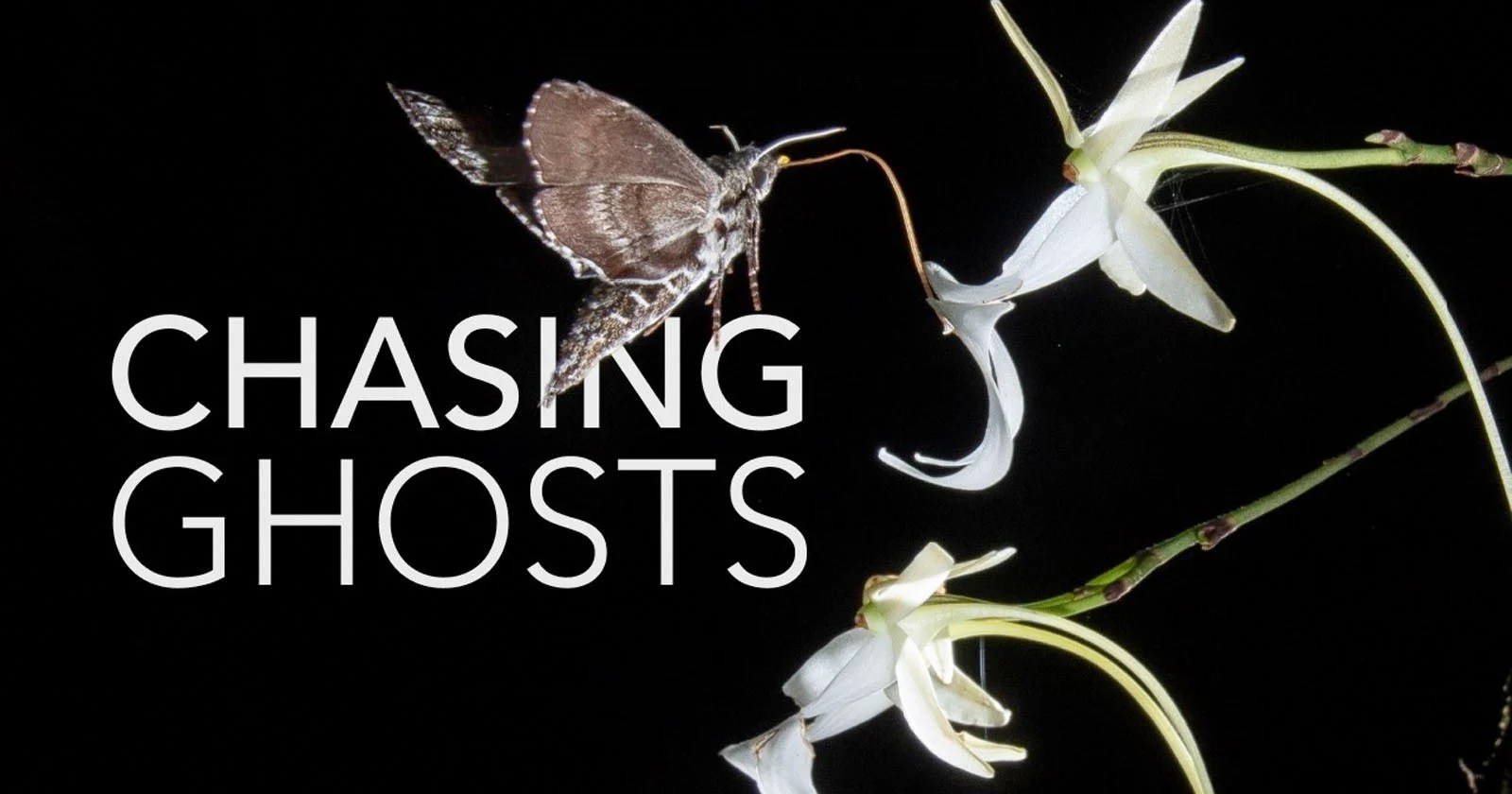 Unraveling the Ghost Orchid: Photographers & Scientists Solve a  Decades-Long Mystery (2026)