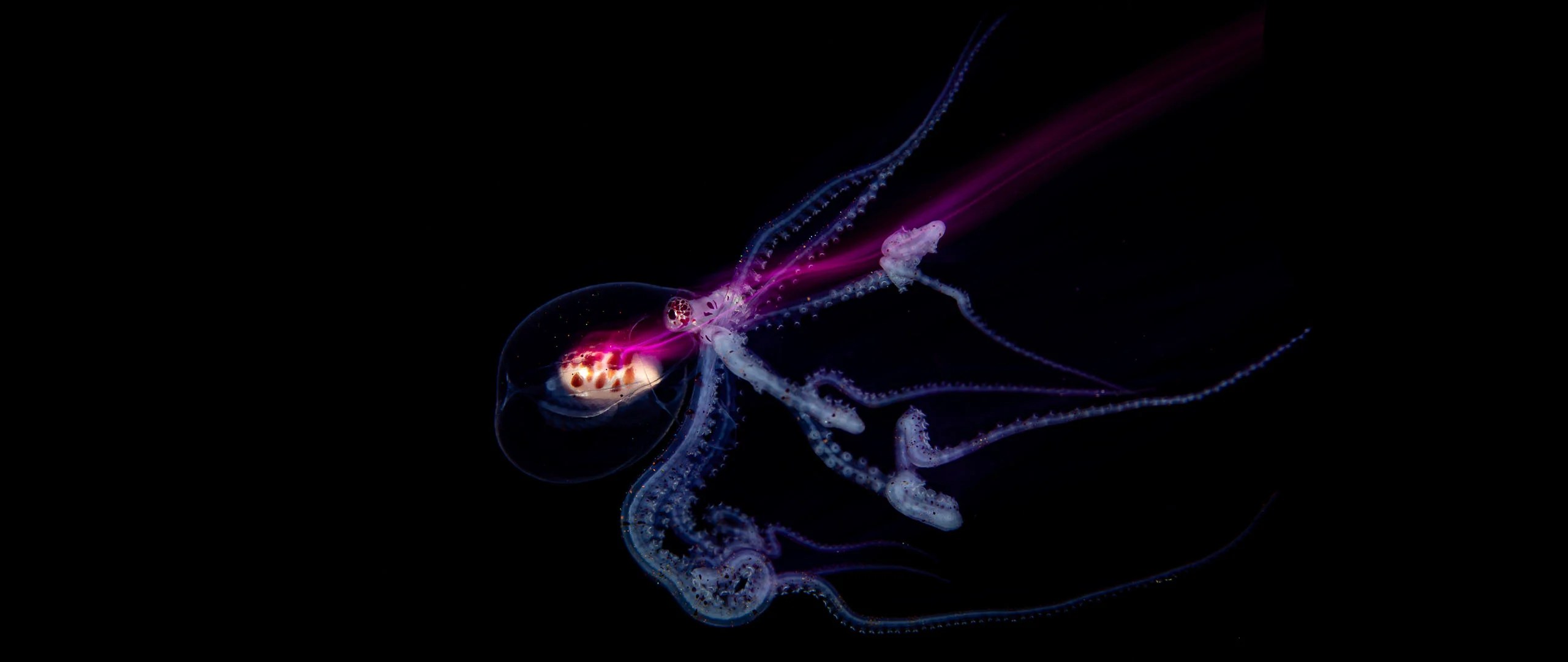 Meet the 14-Year-Old Underwater Photographer Who Won Hasselblad Masters (2026)