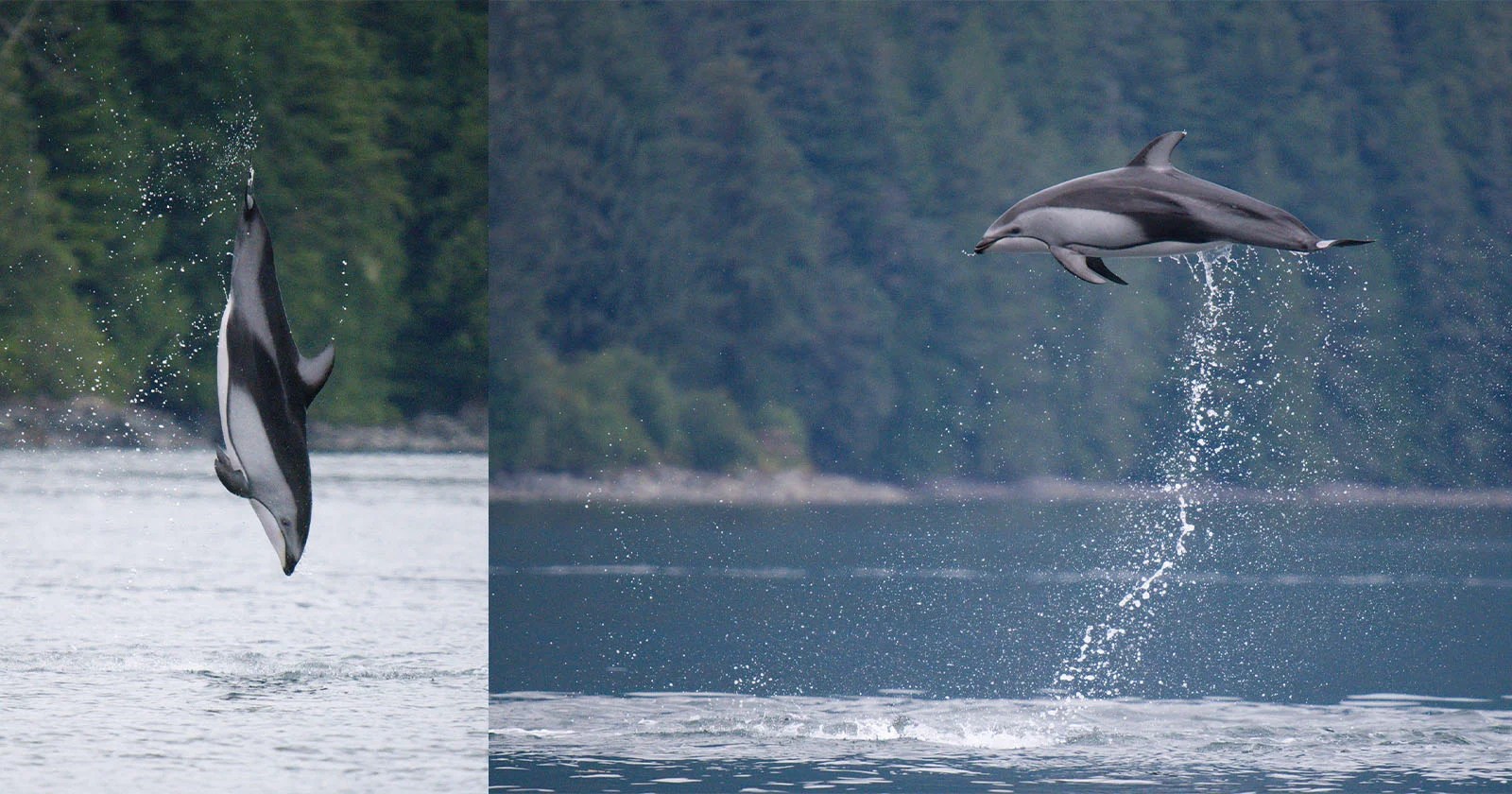 Wildlife Photography Tips: Capturing Acrobatic Dolphins in Action (2026)