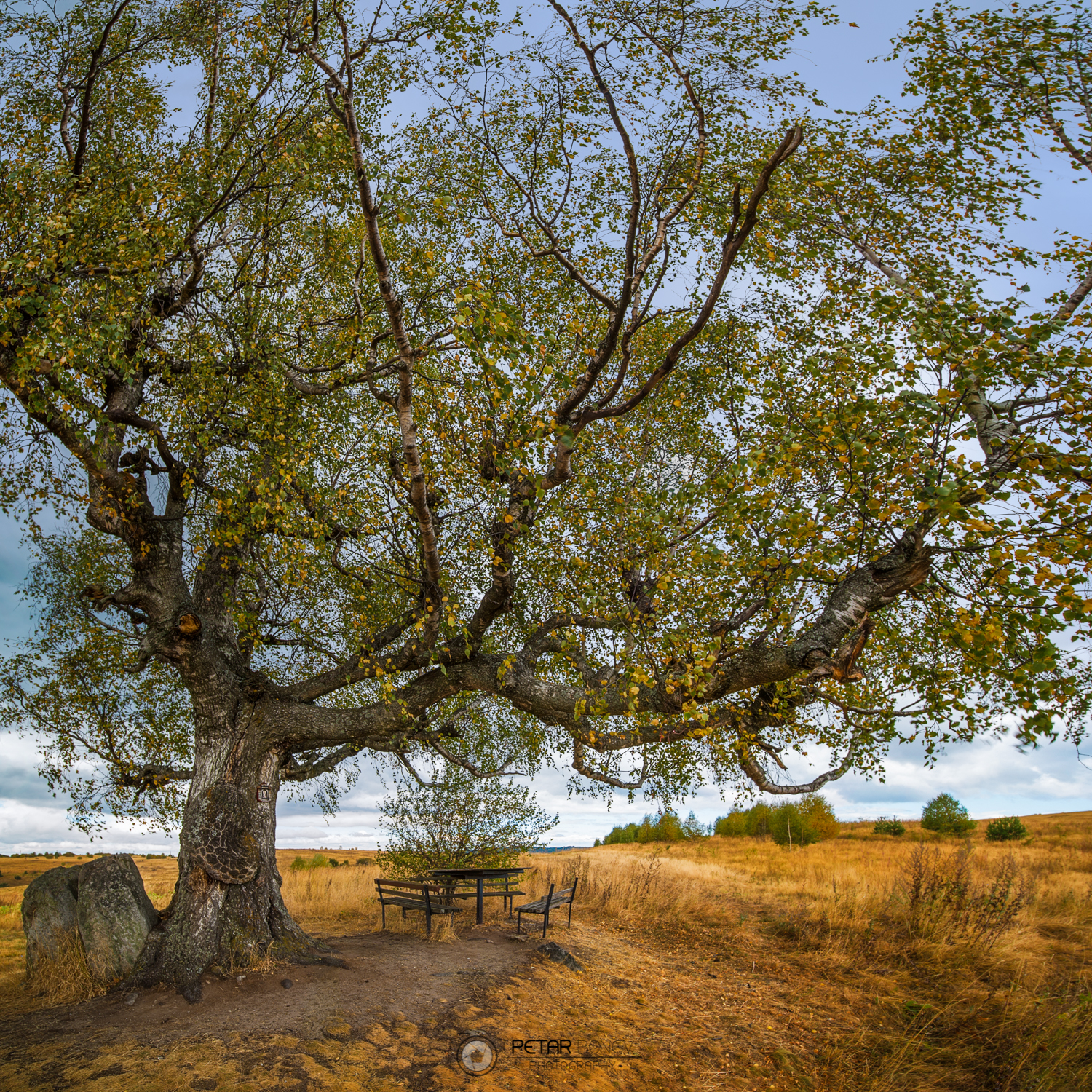 A romantic view of lonely tree in the golden autumn fields