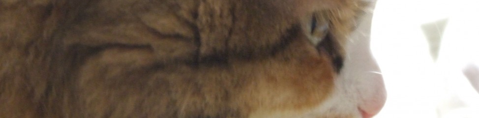 Kedinizin Sizi Sevdigini Gosteren 6 Hareketi Kedi Kopek Ve Diger Evcil Hayvanlar Icin En Iyi Bakiciyi Bul Petsurfer