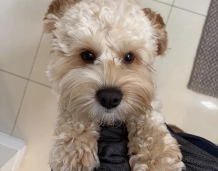 close up fof a cavapoo dog jumping towards a human