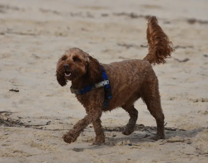a cavoodle walking on the beach