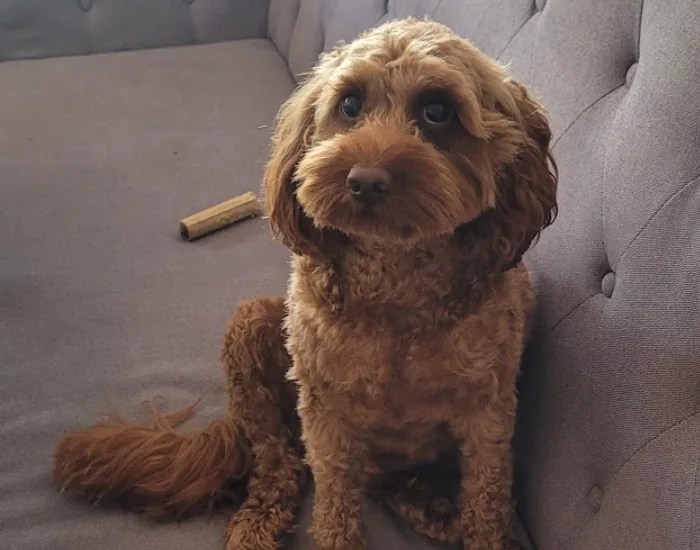 a cavoodle dog sitting on a couch inside a house