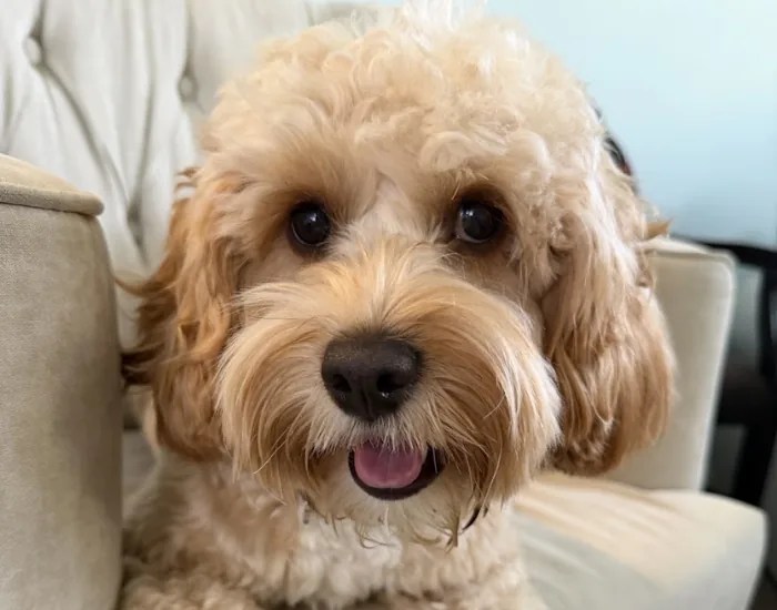 cavapoo dog close up