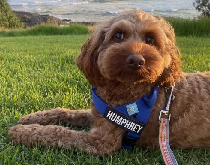 A cavapoo lying on grass by the ocean