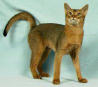 Purebred cats & the american association of cat enthusiasts