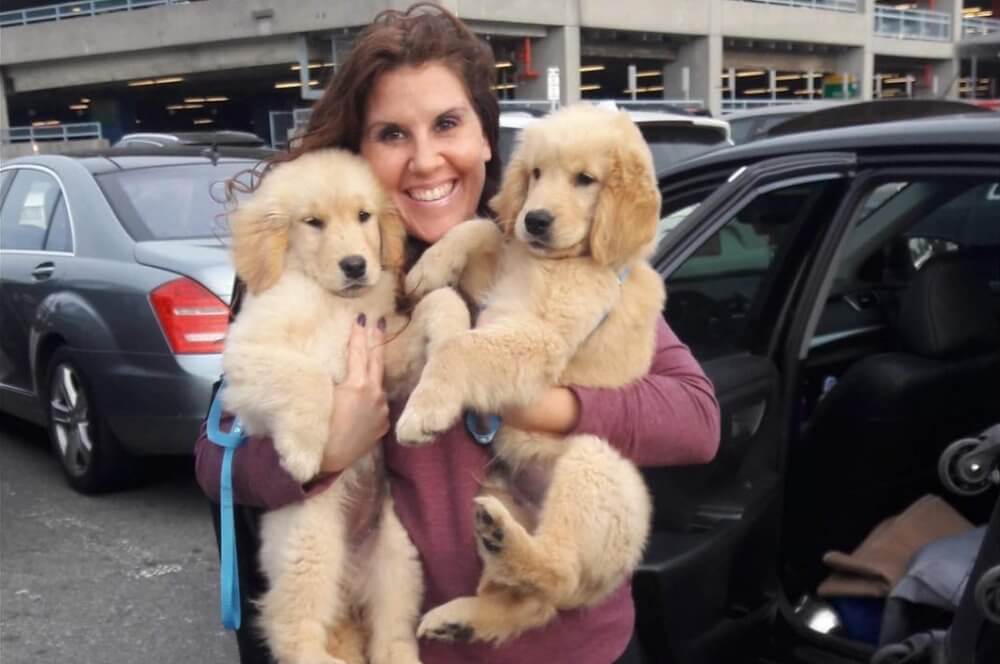 dog trainers pet transport