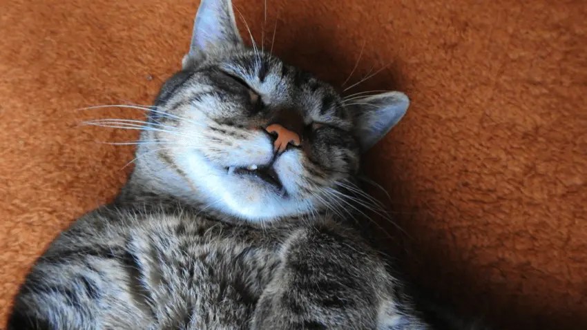 Cat makes groaning noise when sleeping, should i worry?