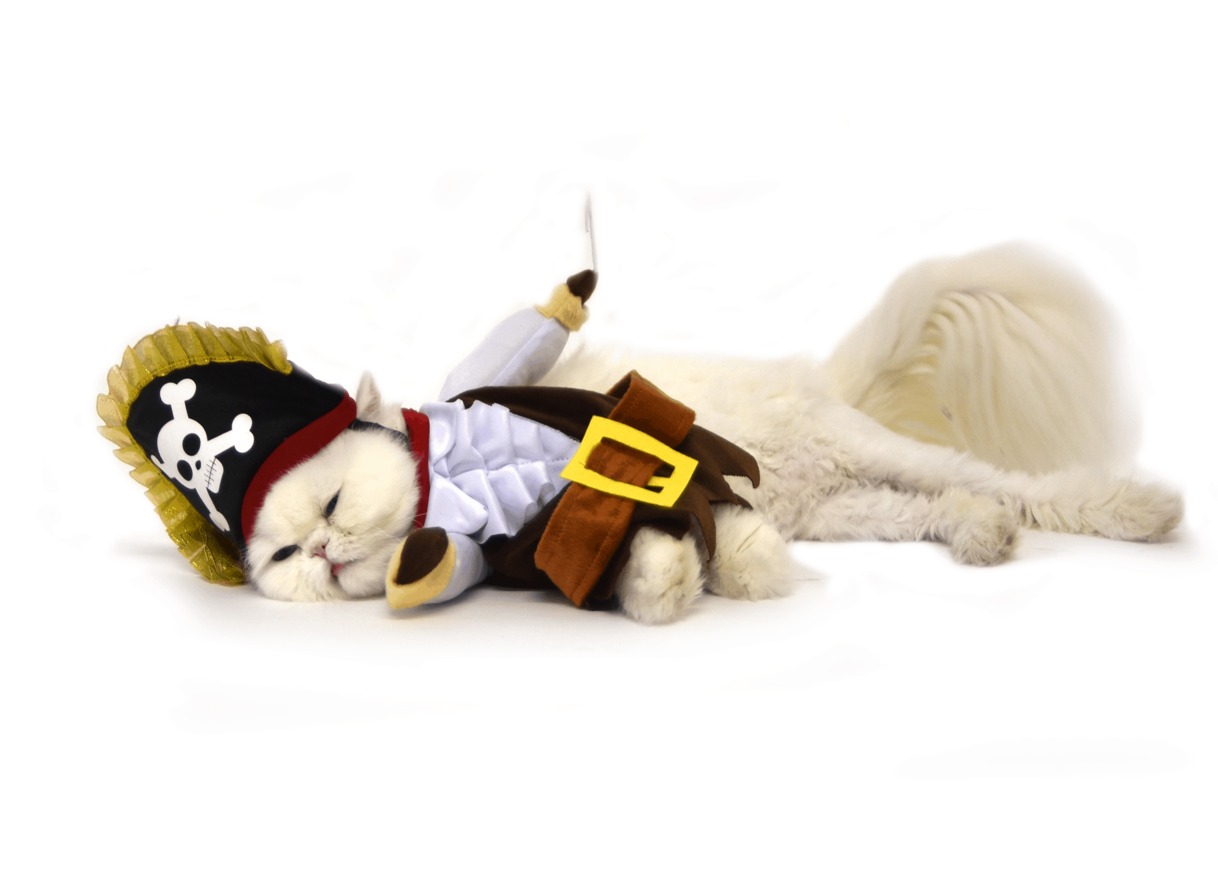 Walking pirate cat costume