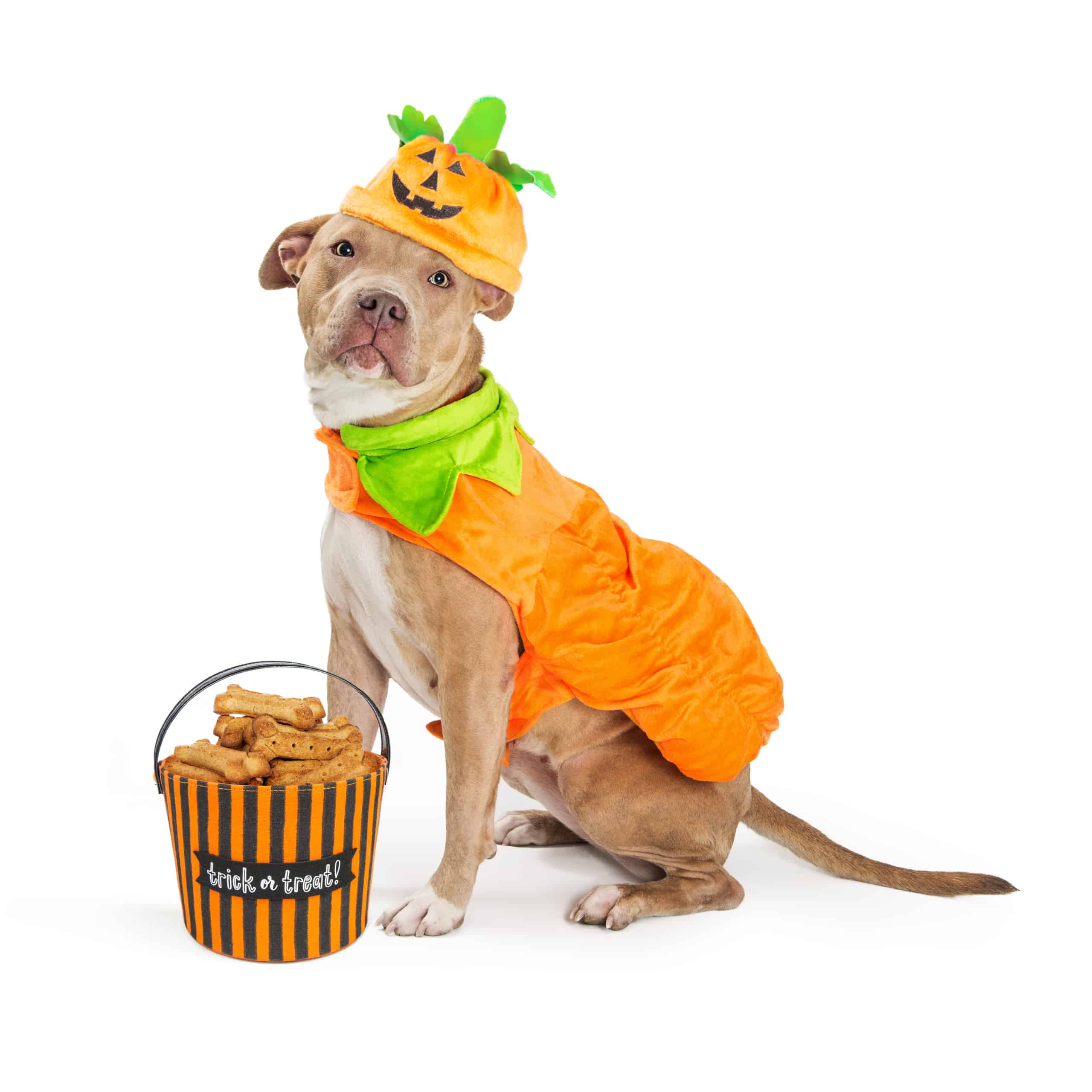 How To Measure Pets For Costumes Pet Costume Center