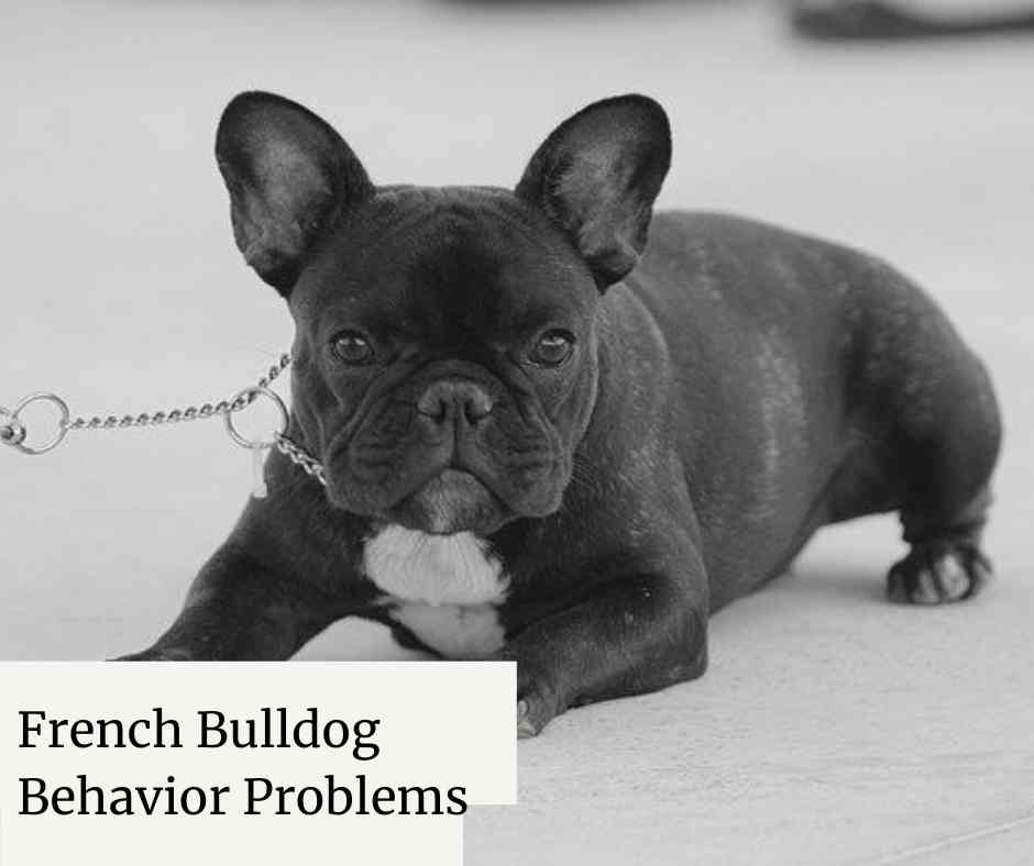 10 Common French Bulldog Behavior Problems