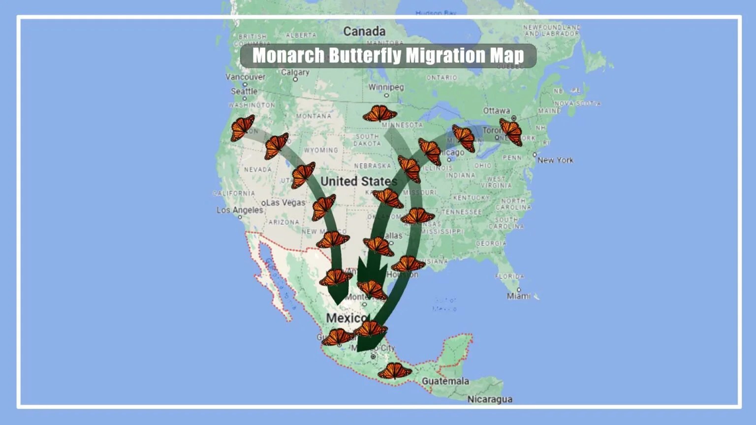 Where Do Monarch Butterflies Migrate To In The Winter In 2024 Monarch Butterfly Migration Map 1536x864 