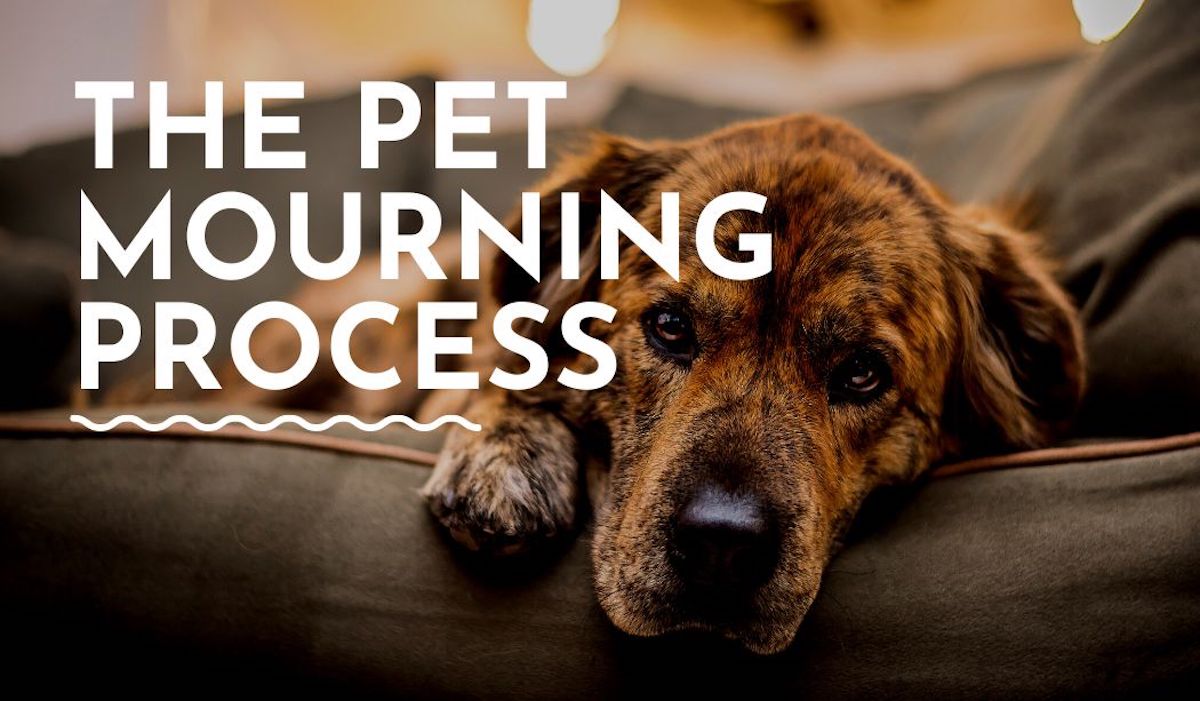 Do Pets Grieve The Loss Of Other Pets The Pet Mourning Process Pet Mourning Process 