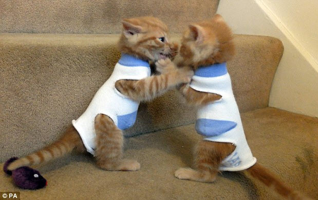 Sock kitten protector