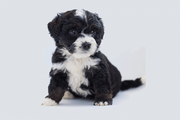  The Mini Bernedoodle A Would Be Owner S Guide Petdt