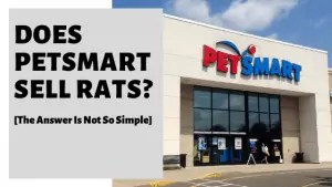 Does PetSmart Sell Rats The Answer Is Not So Simple Does PetSmart Sell Rats The Answer Is Not So Simple 300x169 
