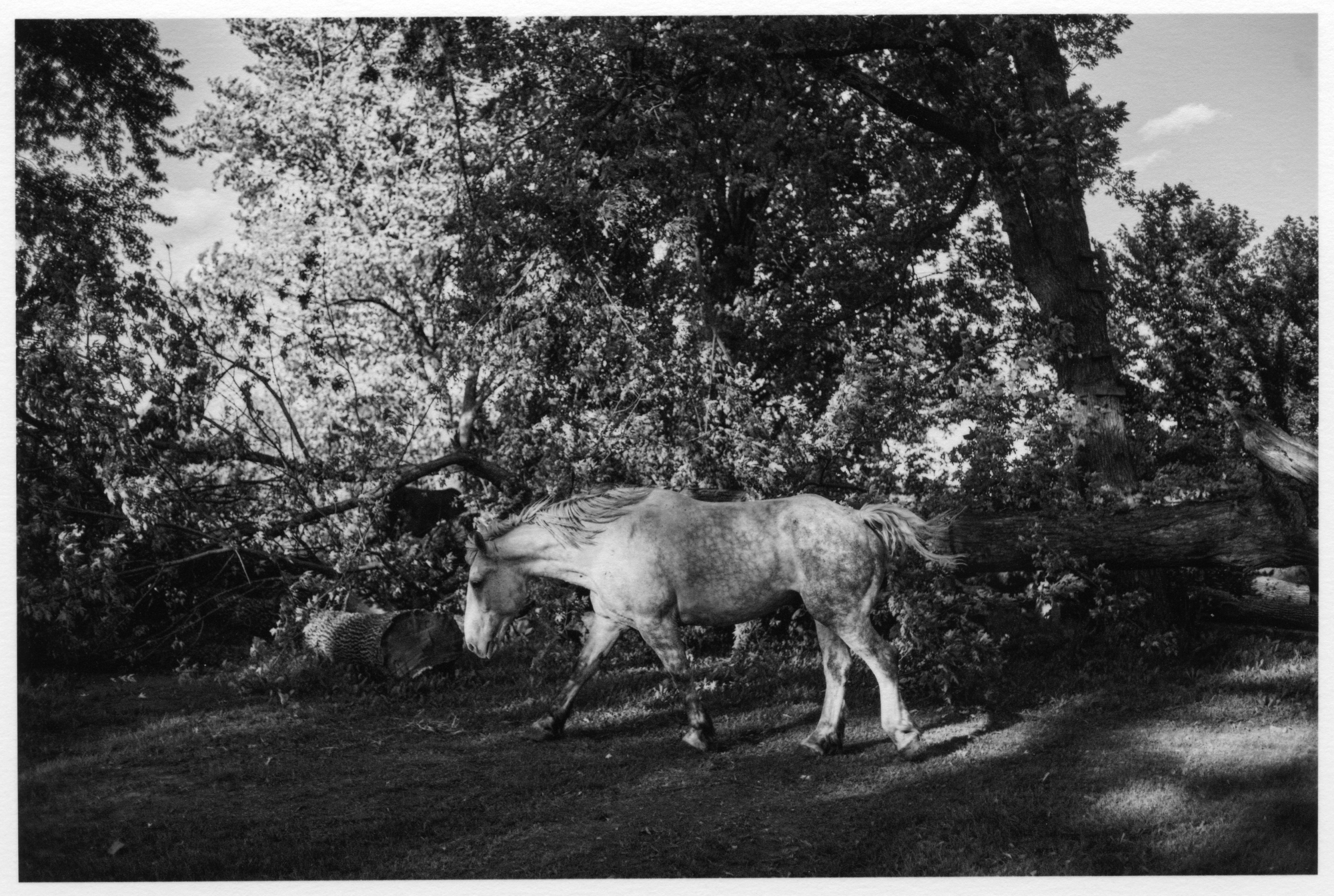 Hoffman_pplLand_scan_20240818_0007