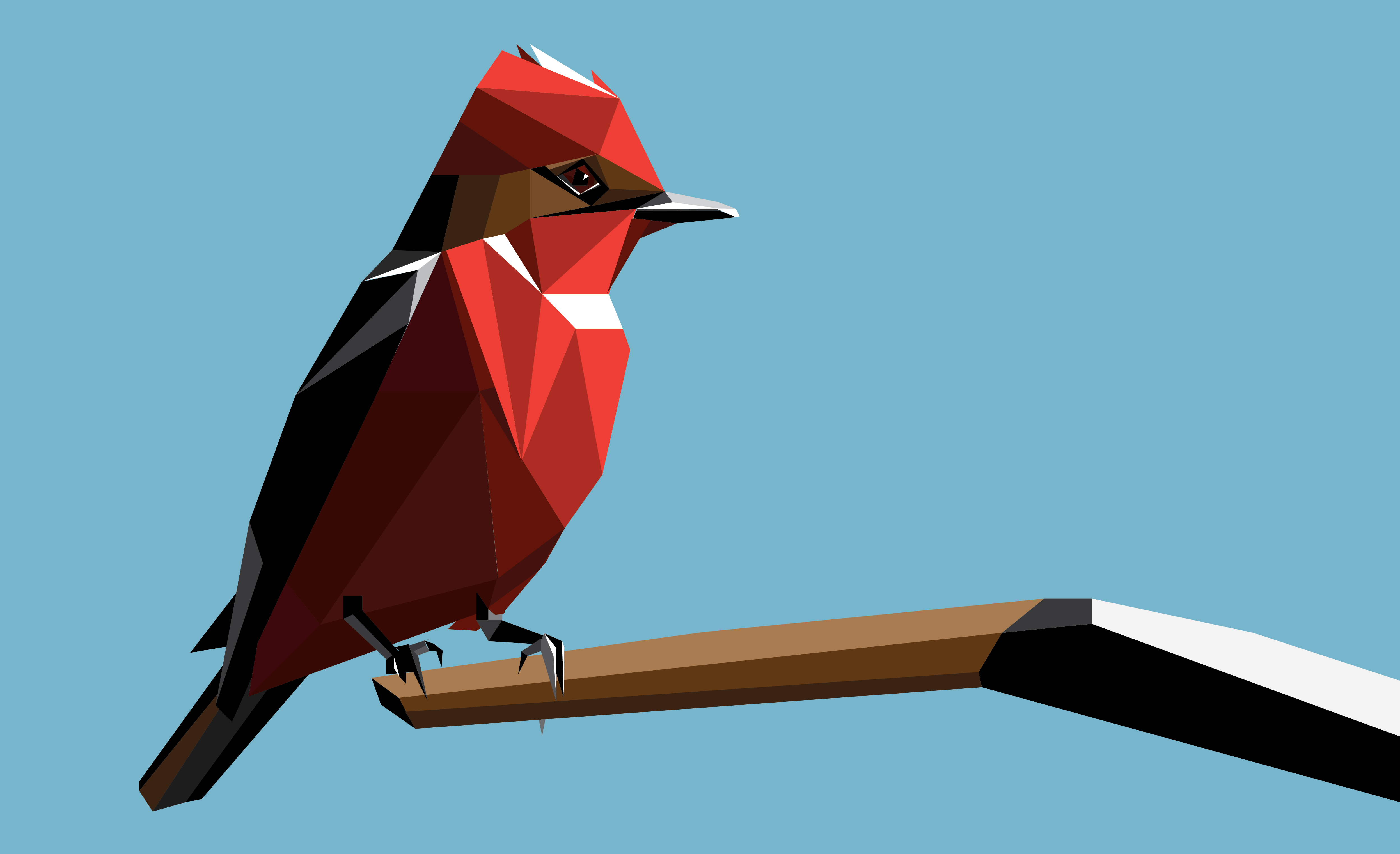 Churrinche / Vermilion fly-catcher