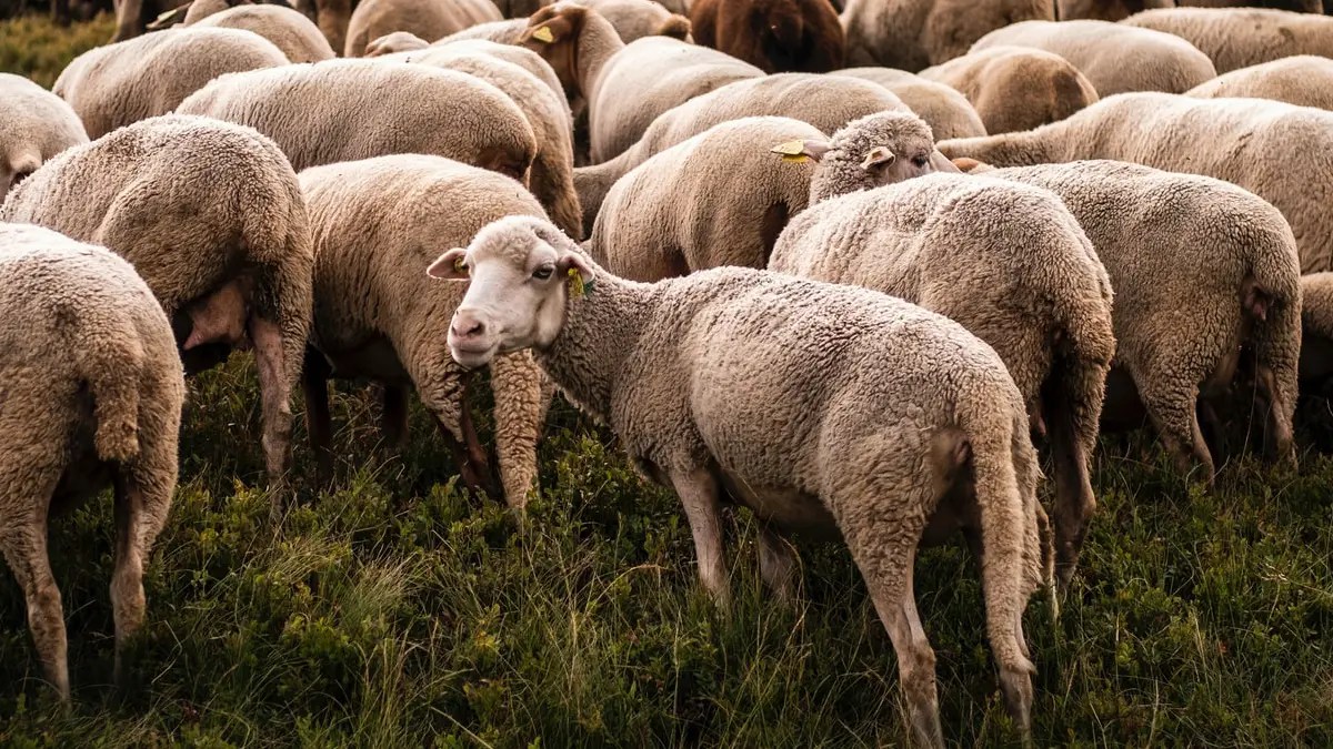Sheep turning away from flock
