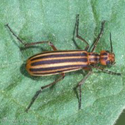 Adult Epicauta vittata (Fabricius), the striped blister beetle. Credit: James Castner, University of Florida