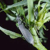 Adult Epicauta fabricii (LeConte), the ashgray blister beetle. Credit: John L. Capinera, University of Florida