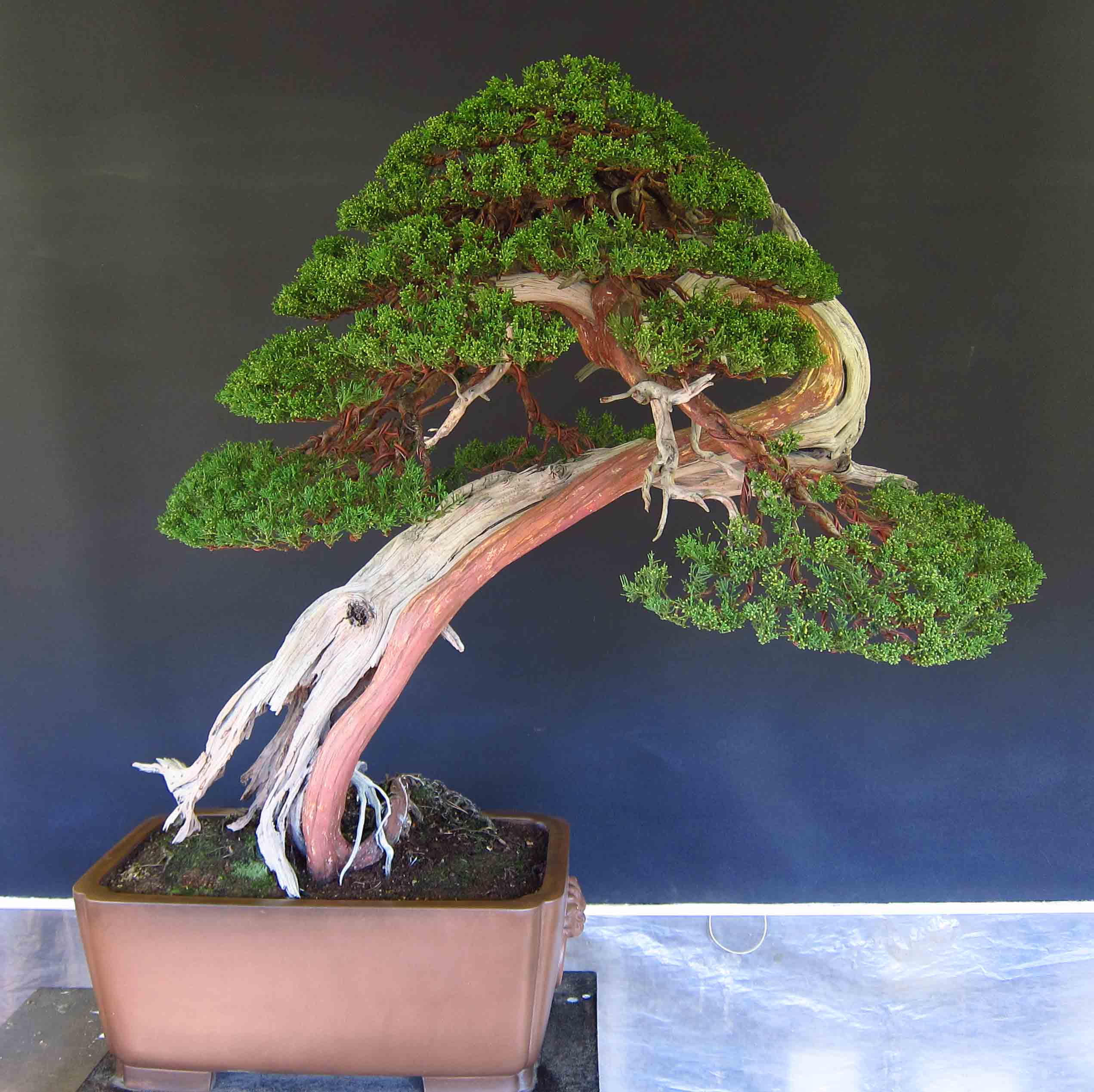 Reading terminal market has undergone many changes in its long history, but its merchants have never stray. Juniper Peter Tea Bonsai