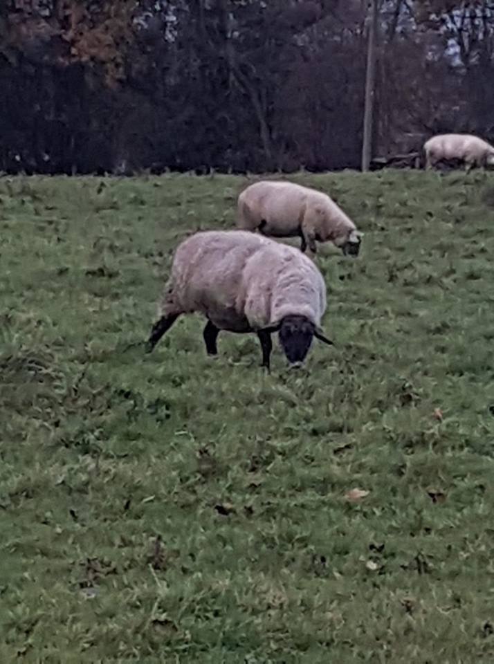sheep