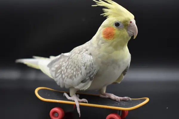 Rotina e recompensa: como treinar animais exóticos com segurança