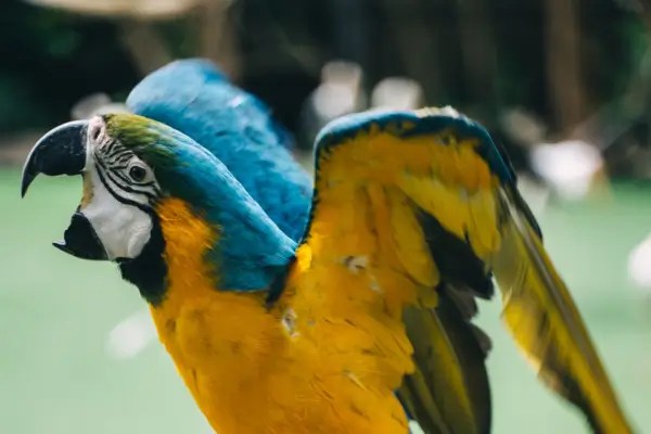 Agressividade em aves: Como corrigir de forma ética e afetiva