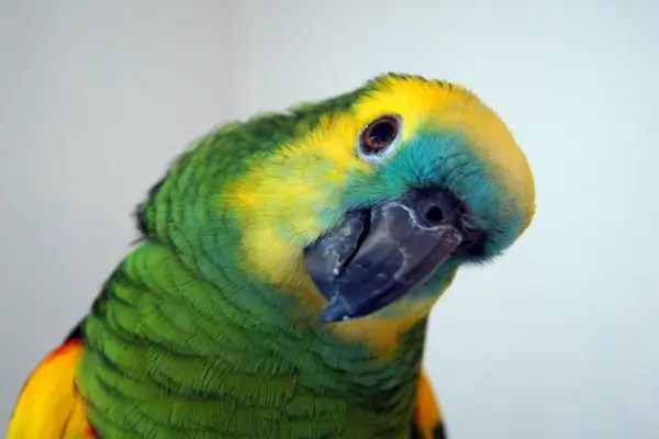 Como ensinar um Papagaio a falar com técnicas e paciência