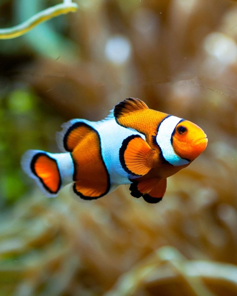 When Do Fish Spawn - Classic Ultra HD Minimal Designs | Free Download