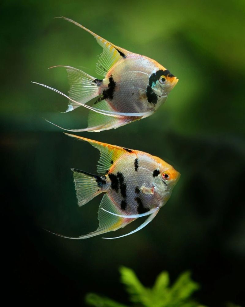 When Do Fish Spawn - Download Professional Abstract Photo | 4K