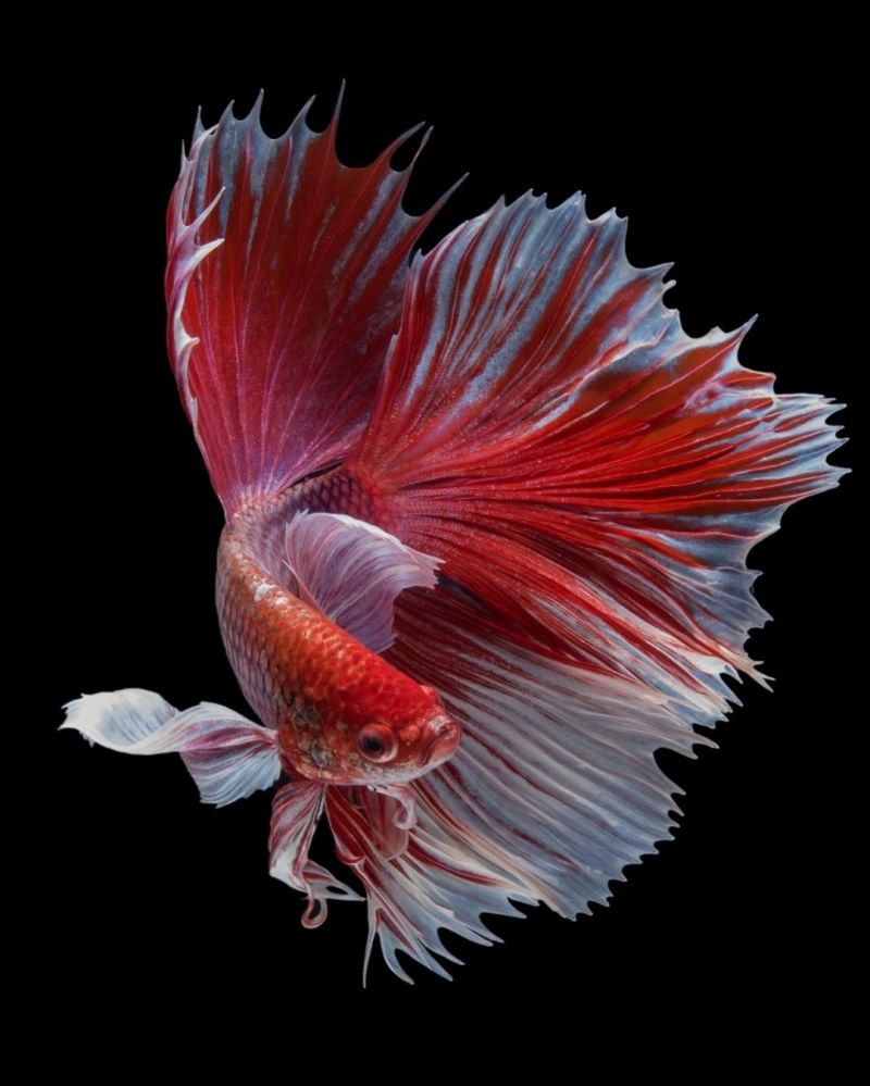 When Do Fish Spawn - High Quality Sunset Illustration - 8K