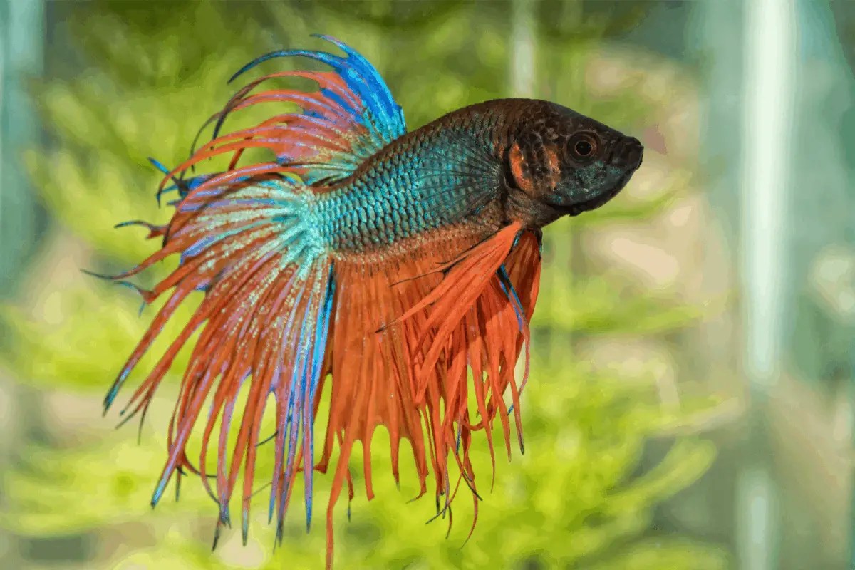 Why is my betta not moving? (with 7 practical solutions)