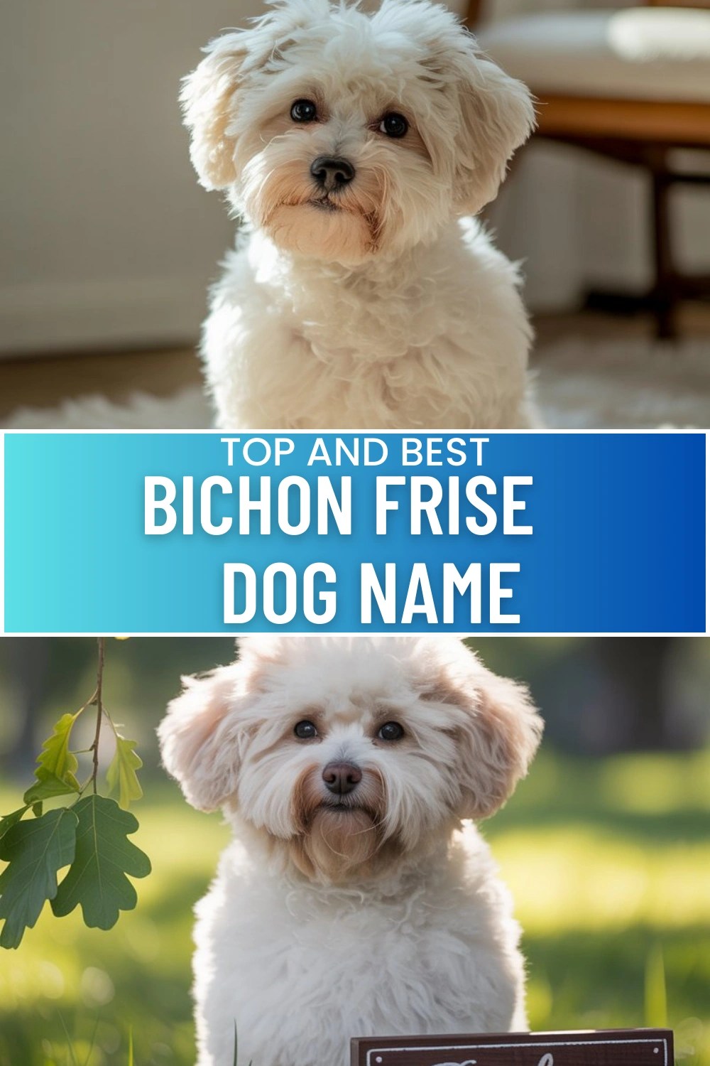 Bichon frise dog names that are as fluffy, cheerful, and stylish as