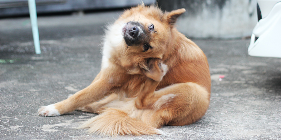 Seasonal allergies in pets